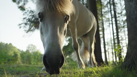 caballo blanco en un campo comiendo hierba