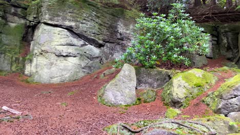 a mystical rocky woodland crag with large trees and moss covered rocks, panning shot