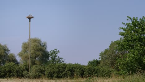 Storchennest-Mit-Küken-An-Einem-Klaren-Sommertag-–-Gefilmt-In-4k-Mit-100fps