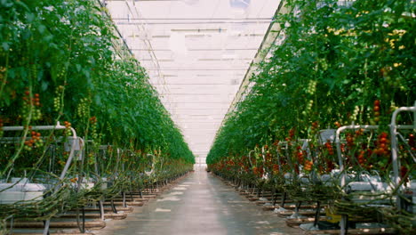 tomato cherry plantation growing in greenhouse. small agrarian business concept