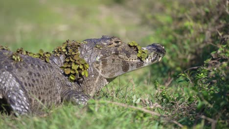 yacare caiman rest covered with leaves in a quiet wetland area with soft green backdrop, slow motion rear angled overview