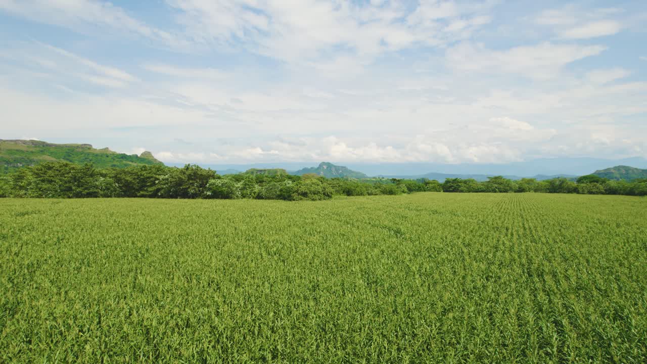 Rice fields overview in South America