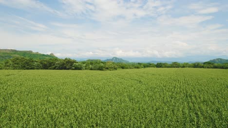 Rice-fields-overview-in-South-America