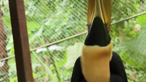 close-up of a hornbill