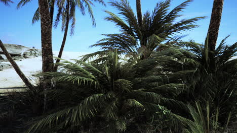 Palm-trees-of-oasis-in-desert-landscape