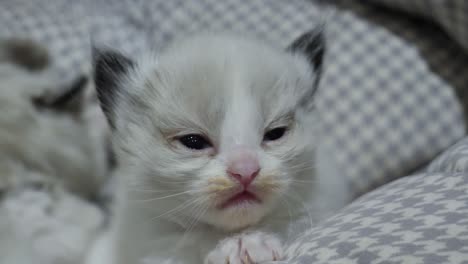 Sad-and-crying--new-born-ragdoll-kitten-feeling-upset