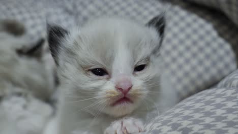 悲しくて泣いている 生まれたばかりのラグドール子猫が 動 ⁇ している