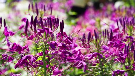 las flores púrpuras en flor