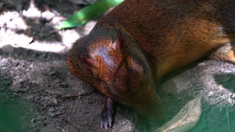 pequeño agutí tímido de azara, dasyprocta azarae acostado en el suelo, durmiendo por la tarde bajo el dosel de los árboles