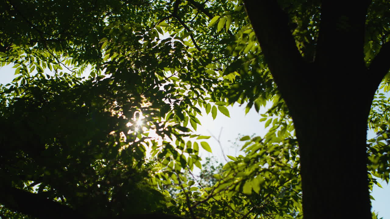 sol brillando a través de las hojas de un árbol, llamaradas, filmar bajo un árbol, de mano