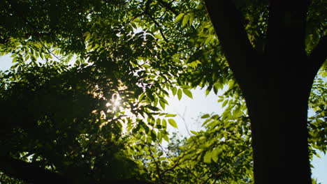 Sun-shining-through-leaves-of-a-tree,-flares,-filming-under-a-tree,-handheld