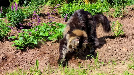 close up giant maine coon cat stirring up dirt with its claws in flowered garden