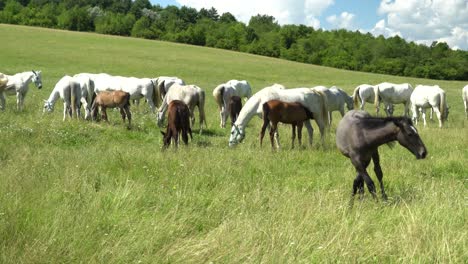 lipizzan horses graze on a green meadow