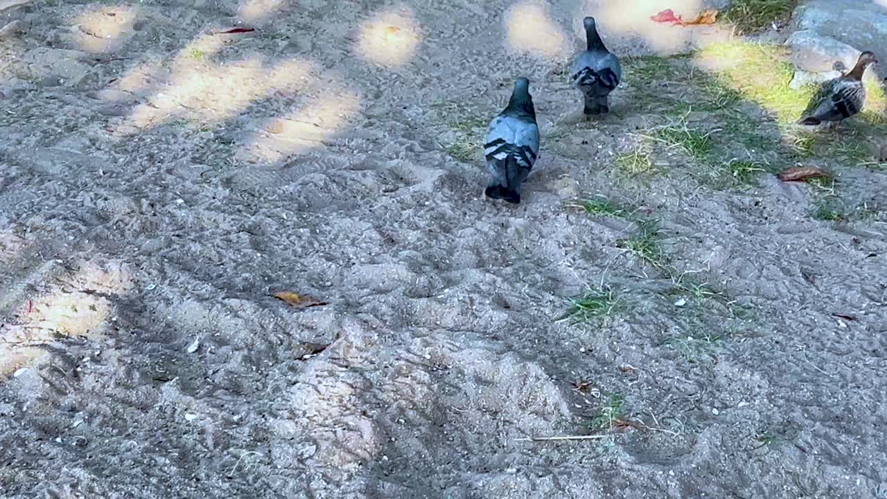 비둘기 들 이 모래 해변 에서 고 움직이고 있다