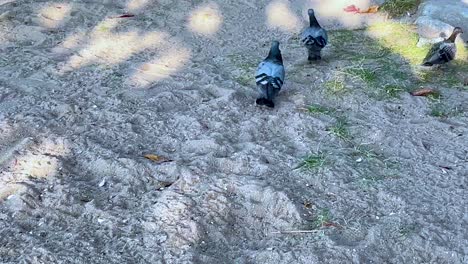 pigeons pecking and moving on sandy beach