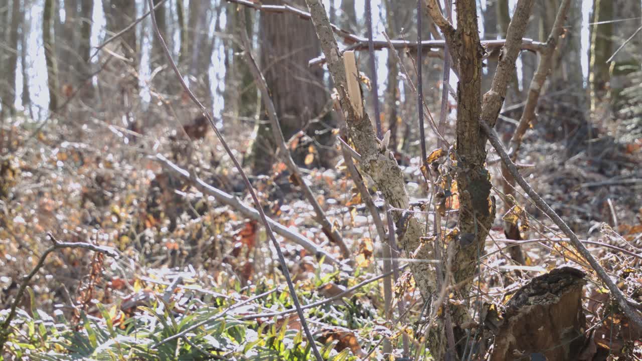 태양과 바람에 빛나는 거미줄로 가득 찬 나무