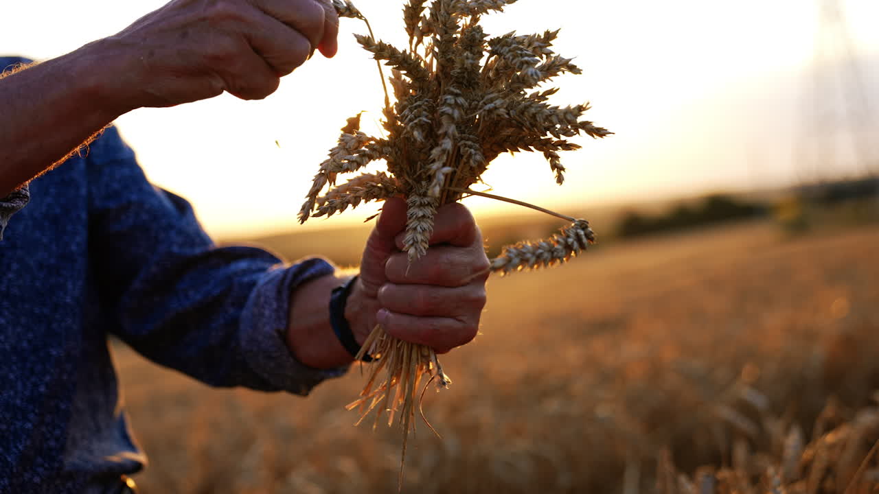 Male hands hold the bunch of ripe spikes of wheat. Agrarian checks the ripeness of bread. Close up