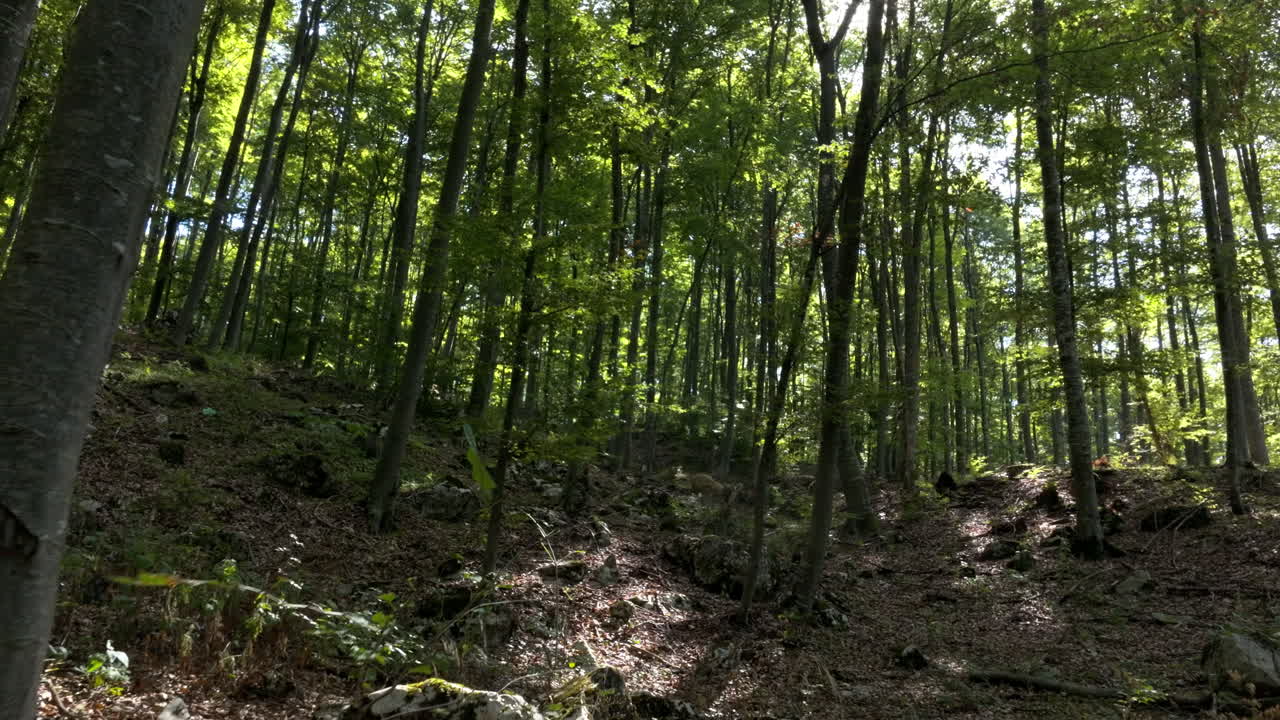 Lush Forest Landscape with Sunlight