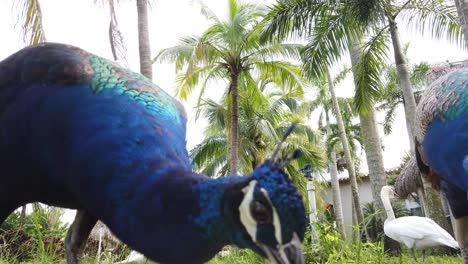 un par de pavos reales indios comiendo, pájaros azules