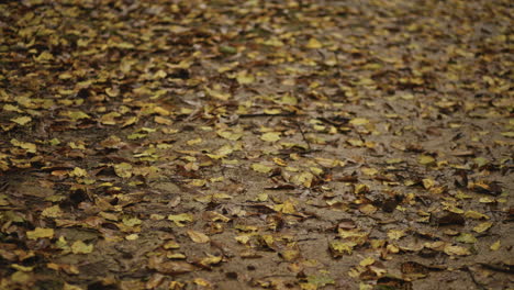 temporada de otoño, naturaleza lluviosa y hojas, en el bosque