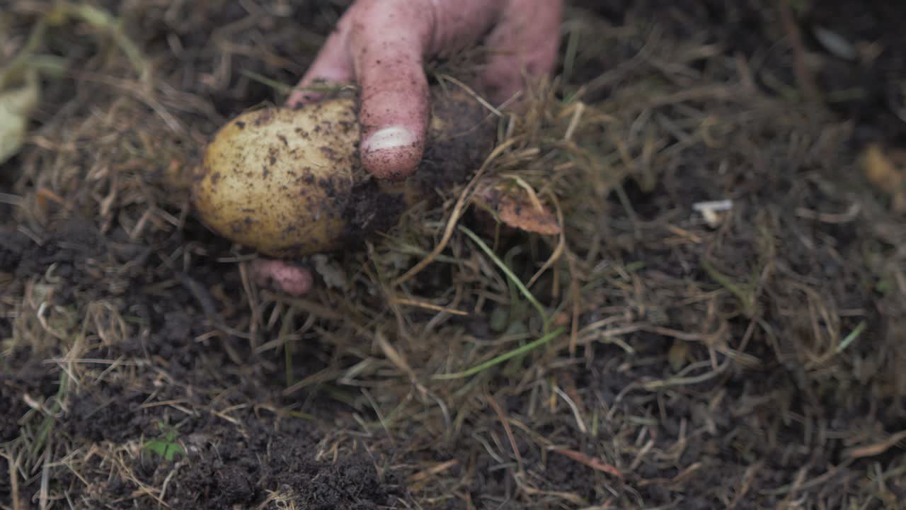 Hand bursts from soil holding organic potato