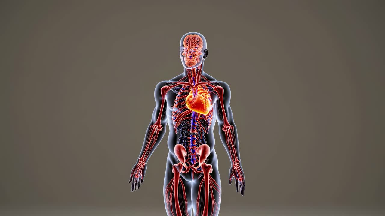 3D anatomical video illustration of the human body, showcasing internal organs and systems