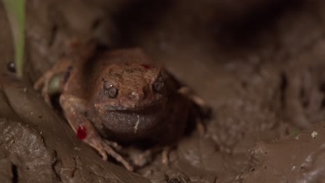 Brown-frog-sitting-in-the-mud-at-night-breathing