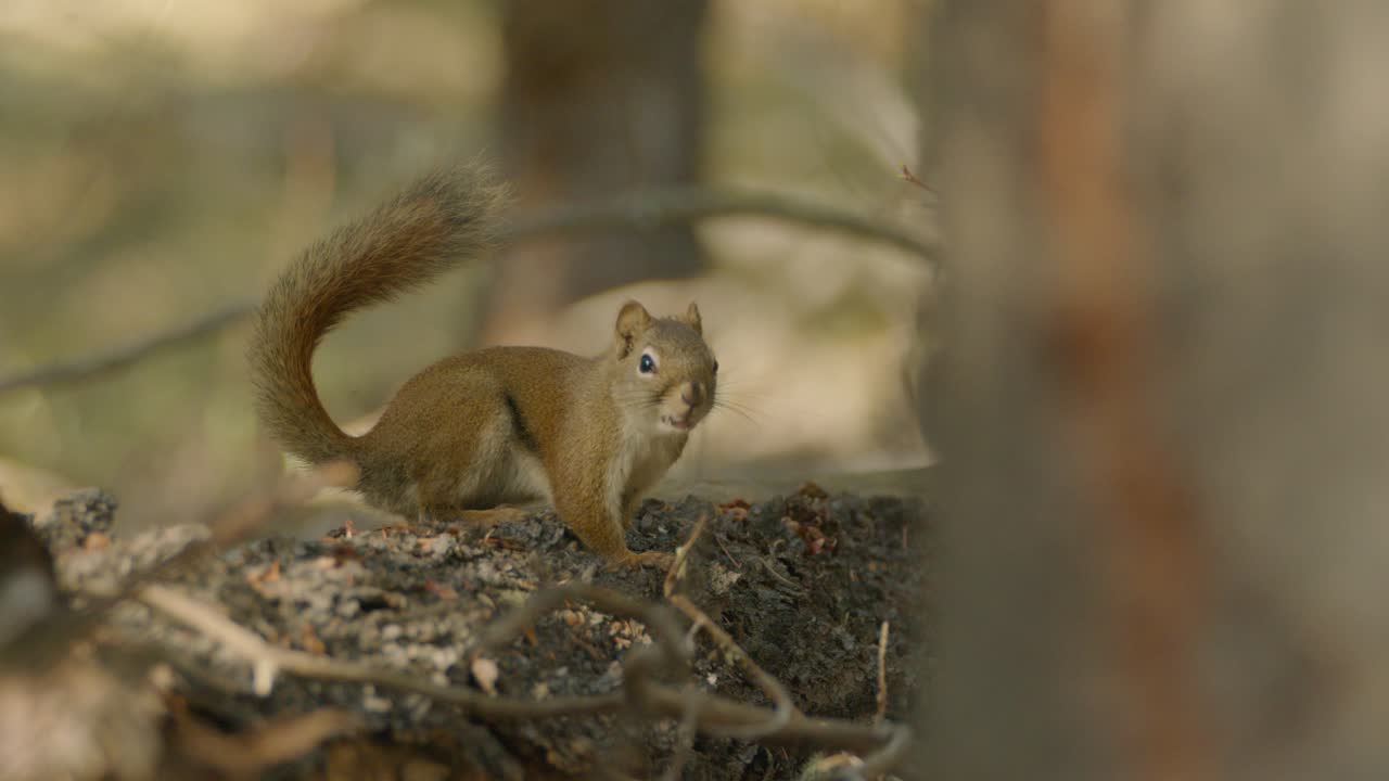 Vigilant Red Squirrel Hopping Away Into Forest Woodland