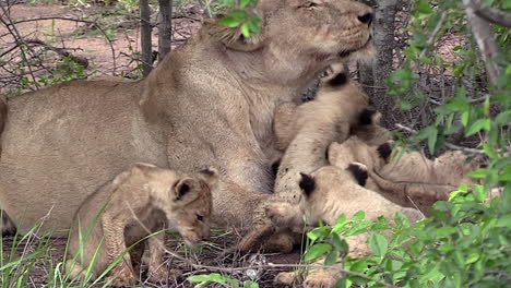 Adorable-close-up-of-a-lioness-laying-in-the-bush-with-her-litter-of-young-cubs-in-the-wild