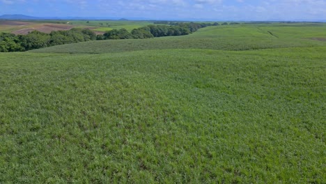 Sugar-cane-fields-at-San-Pedro-de-Macoris-in-Dominican-Republic-1