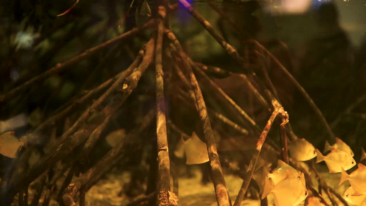 물고기는 수족관에서 맹그로브 뿌리를 통해 항해합니다.