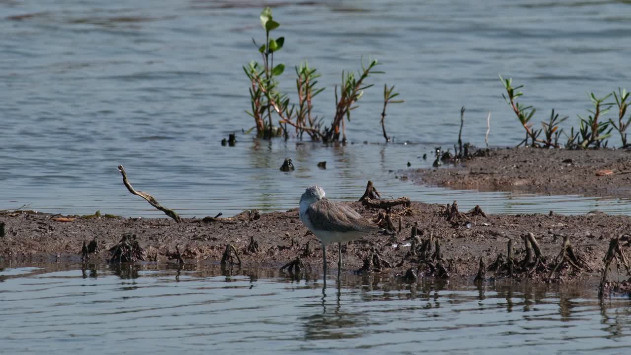 la cámara se aleja y se desliza hacia la derecha mientras este pájaro está descansando, el sandpiper común actitis hypoleucos, tailandia