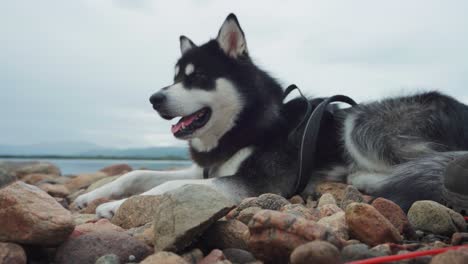 Perro-Husky-Siberiano-Acostado-En-Una-Playa-Rocosa-Junto-Al-Mar-En-El-Parque-Nacional-Anderdalen-En-Senja,-Noruega