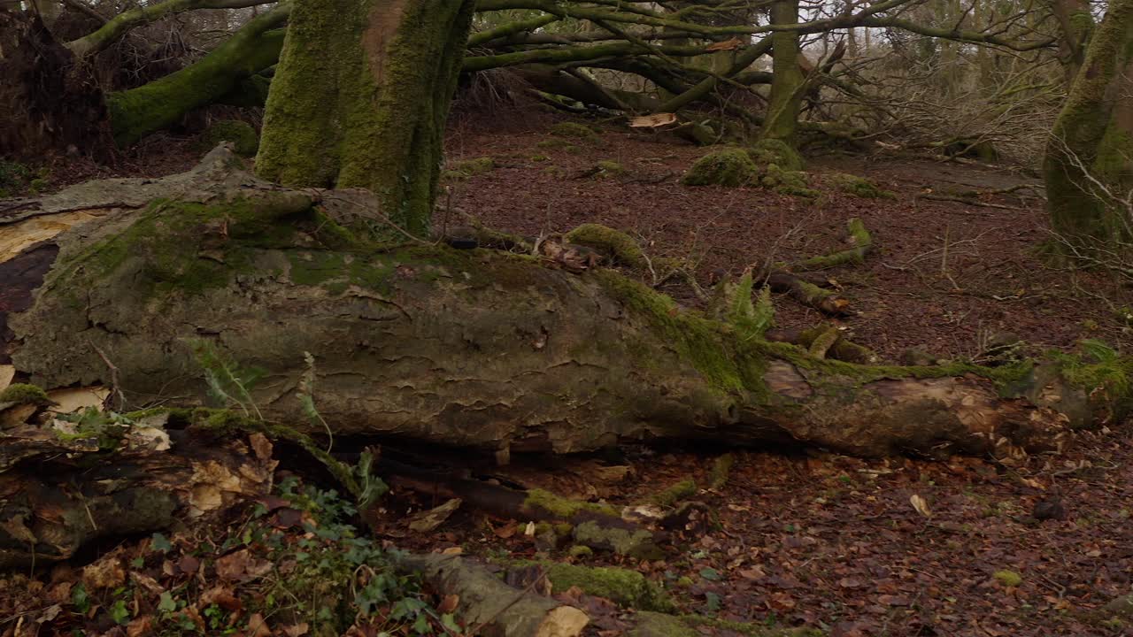 Storm ravaged forest clearing with debris and fallen trees scattered around, pan left