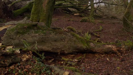 storm ravaged forest clearing with debris and fallen trees scattered around, pan left