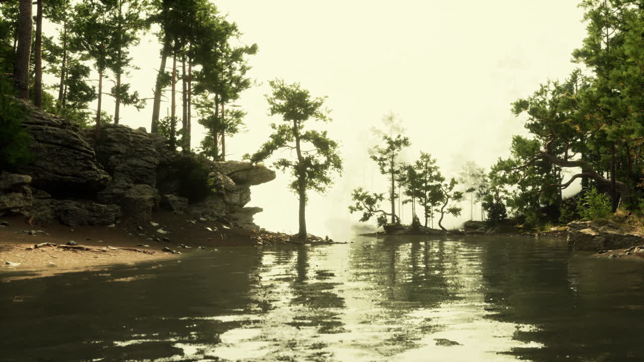 숲 속 의 안개 가 가득 한 강