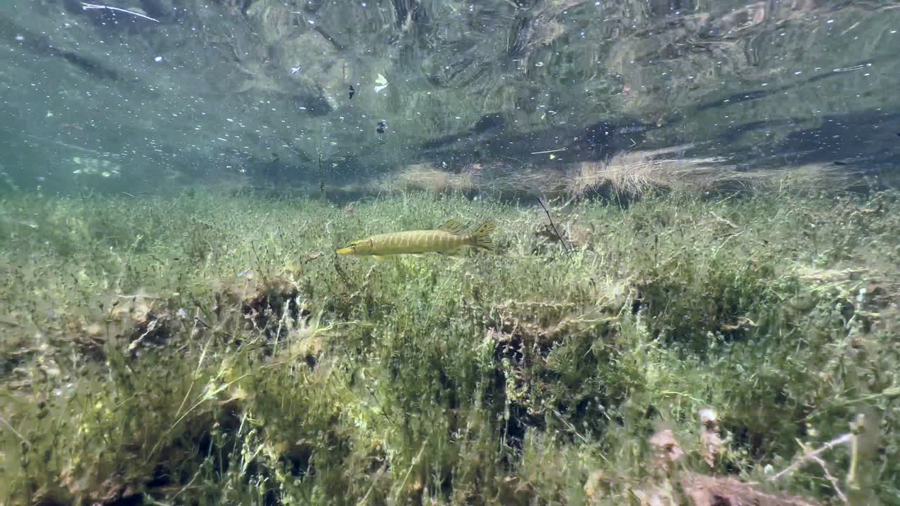 Northern pike (Esox lucius) swimming in shallow water and then escaping. Underwater shot, Estonia