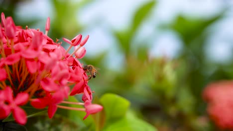 abeja en movimiento en flor tropical