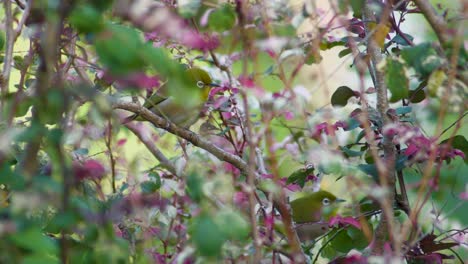 Grüner-Vogel-Mit-Weißen-Augen-Von-Der-Großen-Insel-Hawaii,-Der-Unten-Von-Einem-Hohen-Zweig-Beobachtet-Wird,-Der-Von-Frühlingsfarben-Umgeben-Ist