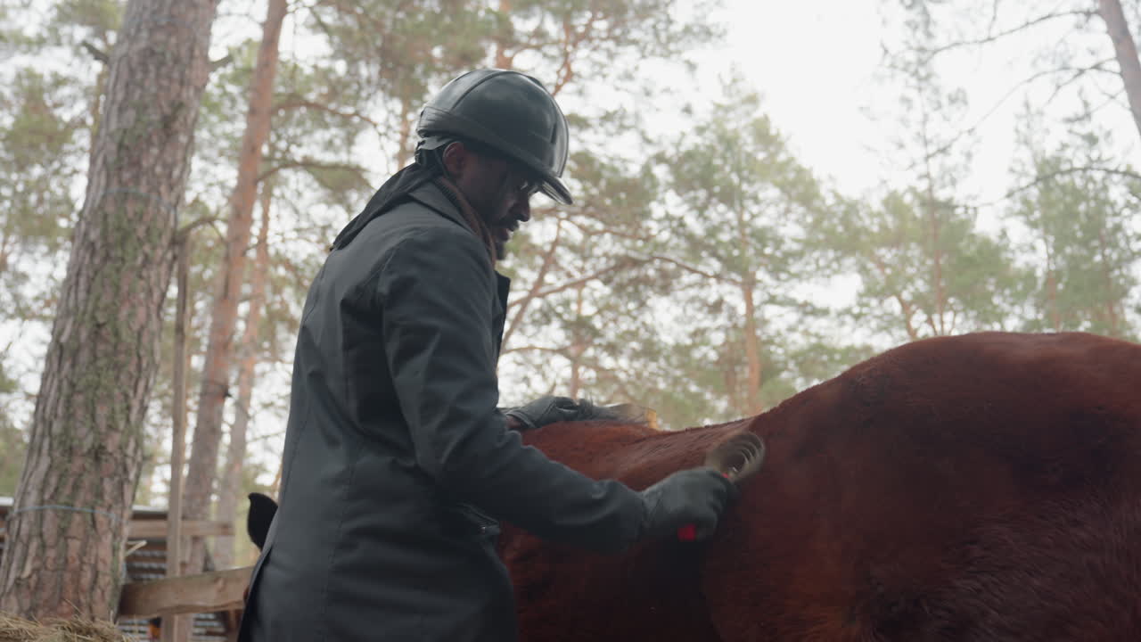 Preparando un caballo para cabalgar con tiempo frío, sesión de aseo tranquila antes de un paseo por la montaña nevada, practicando la preparación del caballo con el aseo y el ajuste del equipo en un paisaje invernal.