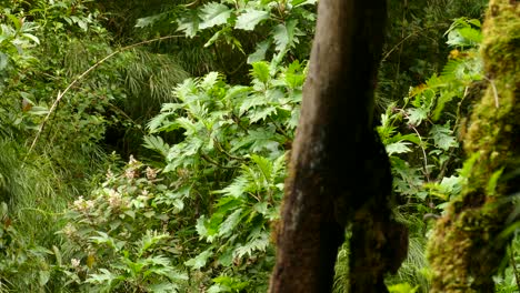 Arbustos-Gruesos-Y-Hojas-Con-Una-Gran-Rama-O-árbol-En-Primer-Plano