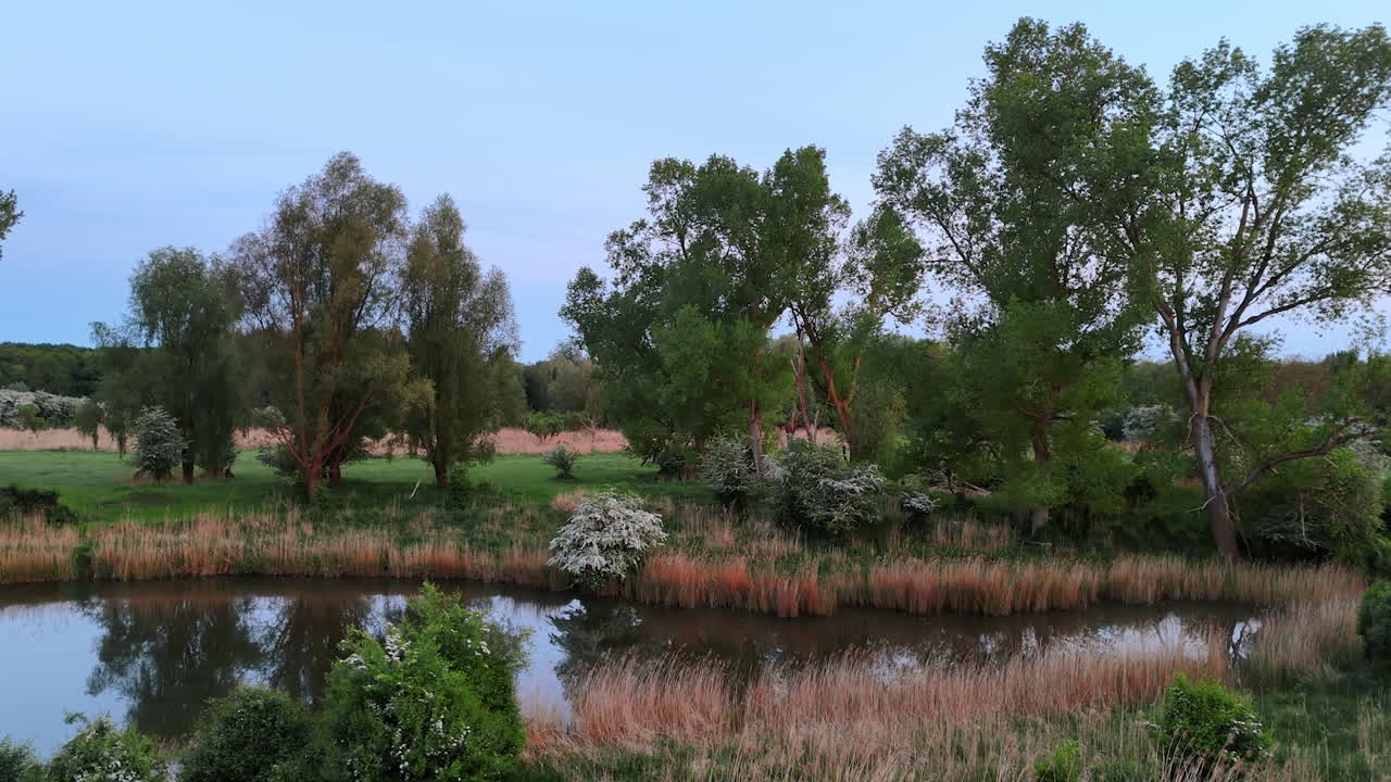 High dry grass growing around the little pond. Drone rising over the beautiful wild nature in summer.