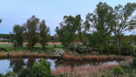 high dry grass growing around the little pond. drone rising over the beautiful wild nature in summer.