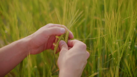 farmer inspecting wheat crop