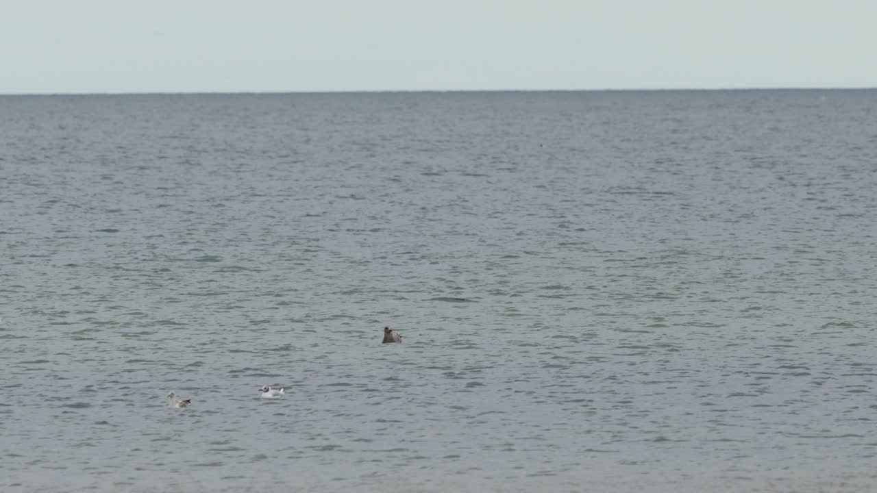 Seagull glides above tranquil ocean surface, distant horizon, steady wide shot, natural daylight
