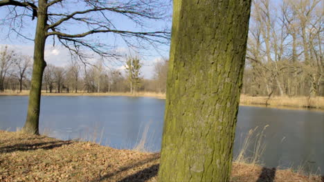 a frozen lake on a sunny day, tracking shot past a tree