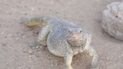 el estante de lagarto de cola espinosa se centra en un primer plano en el desierto