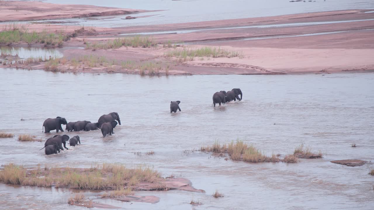 African elephant herd crossing wide shallow river to sandy shore