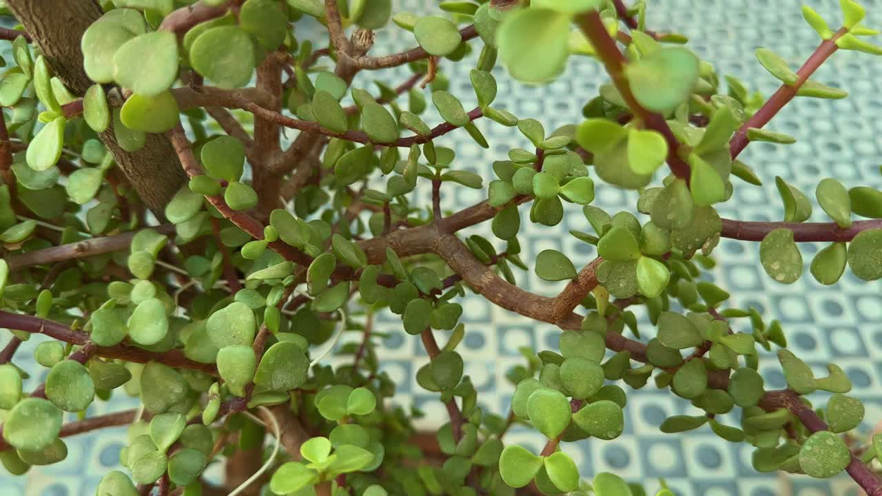tracking shot of Lush green jade plant at home garden, closeup of outdoor bonsai Crassula ovata (Jade tree) commonly known as lucky plant, money plant and money tree