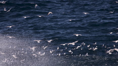 Pájaros-Que-Buscan-Un-Lugar-Para-Aterrizar-En-La-Superficie-Del-Agua-Mientras-Una-Escuela-De-Peces-Pelágicos-Redondea-Un-Alimento-Desde-Abajo